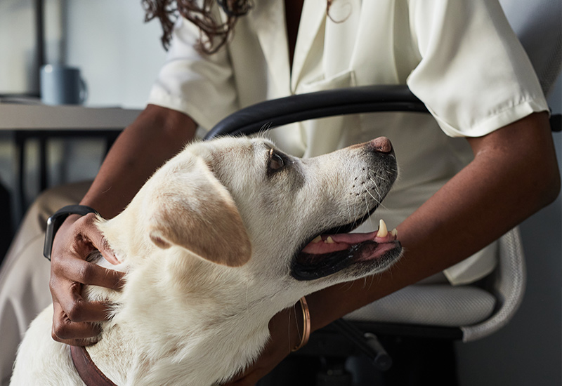 Hunde im Büro: Regeln und Etikette für ein harmonisches Miteinander